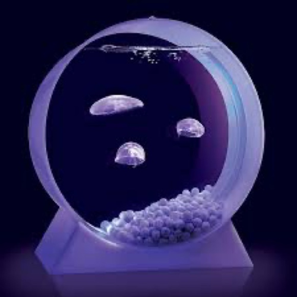 6 gallon contemporary fish tank